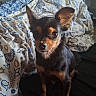 Right participe au concours pour gagner de l'argent avec cette photo : dog, puppy, small_dog, black_and_tan, pointy_ears, portrait, sitting, indoors, couch, blanket, houseplants, home, pet, canine, short_hair, brown_eyes, looking_at_camera, cute, cozy, vertical_photo