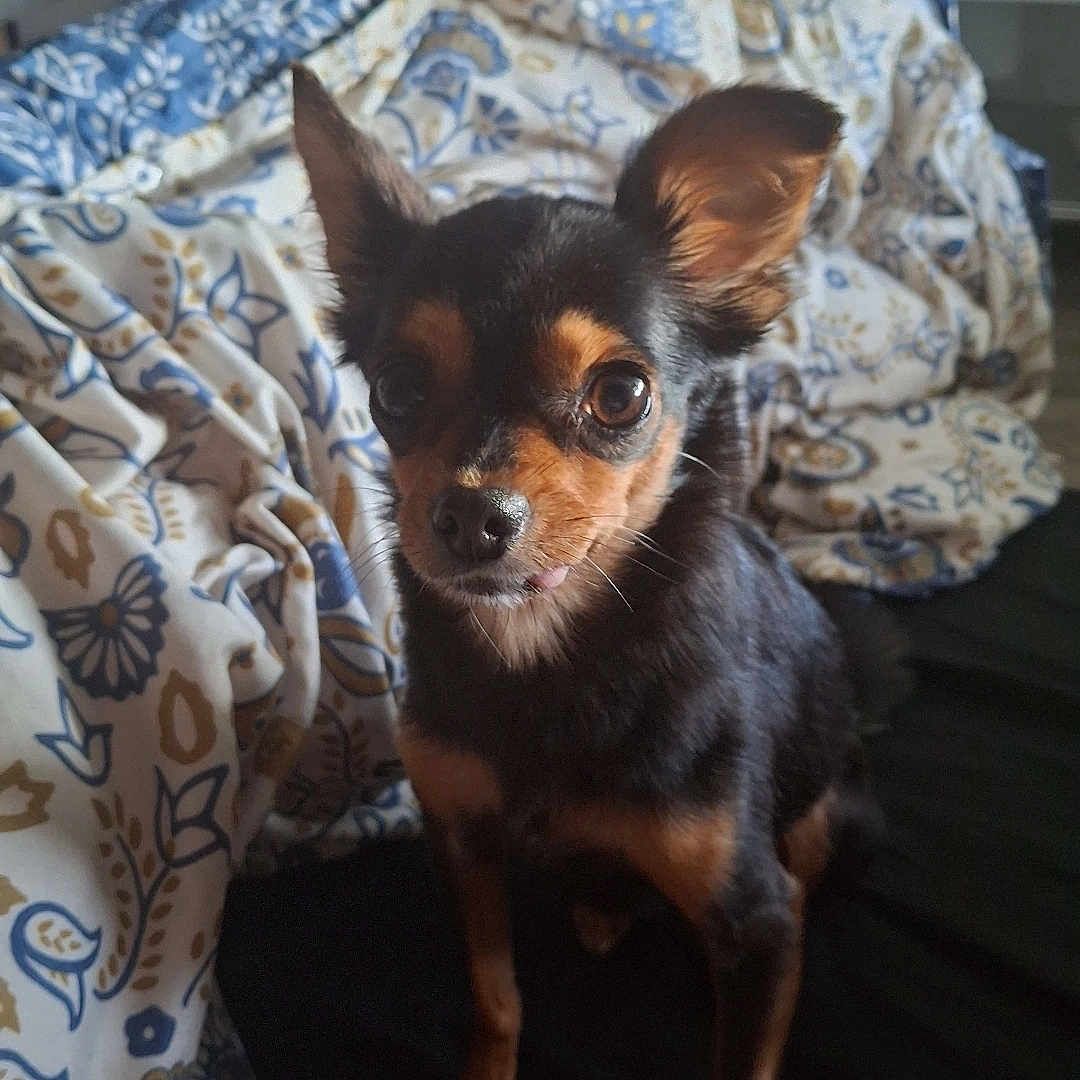 Right participe au concours pour gagner de l'argent avec cette photo : dog, puppy, small_dog, black_and_tan, pointy_ears, portrait, sitting, indoors, couch, blanket, houseplants, home, pet, canine, short_hair, brown_eyes, looking_at_camera, cute, cozy, vertical_photo