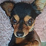 Right a rejoint le concours — aidez-le/la à gagner de superbes lots ! dog, puppy, small_dog, black_and_tan, portrait, close_up, fluffy_bed, pink_bedding, indoor, pet, animal, ears, brown_eyes, black_fur, tan_markings, nose, camera_gaze, cozy, cute, photography
