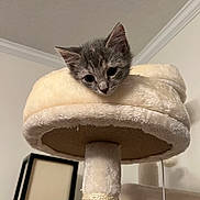Sprout joined the competition — help win amazing prizes! animal, cat, cat_tree, cozy, curious, cute, ears, feline, fur, gray, home, indoor, kitten, looking_down, pet, playful, plush, resting, soft, young