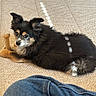 Xena joined the competition — help win amazing prizes! dog, puppy, toy, bone, carpet, rug, indoor, sunlight, shadow, fur, black, tan, pet, animal, laying, cute, relaxed, home, denim, leg