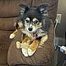 Xena joined the competition — help win amazing prizes! dog, pet, couch, brown_furniture, chew_toy, indoor, cozy, tricolor, paw, fur, relaxed, domestic_animal, power_outlet, cord, furniture, canine, companion, resting, cute, animal