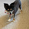 dog, small_dog, pet, indoor, carpet, bandana, watermelon_pattern, tongue_out, fur, ears, four_legs, cute, animal, domestic_animal, floor, standing, looking, happy, well_groomed, household