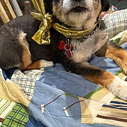 Xena joined the competition — help win amazing prizes! dog, pet, bow, gold, collar, quilt, blanket, indoor, cute, fur, animal, small_dog, lying_down, closeup, face, ears, paw, bedroom, domestic_animal, relaxed