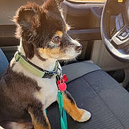 Xena is registered to the contest to win money with this photo: attentive, car, collar, curious, cute, dashboard, daylight, dog, fur, interior, leash, pet, seat, seatbelt, side_view, small_dog, steering_wheel, sunlight, vehicle, window