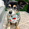 dog, bandana, pet, portrait, cute, fur, ears, eyes, snout, animal, indoor, green_background, groomed, small_dog, sitting, carpet, colorful, closeup, adorable, friendly