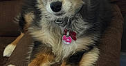 Xena is registered to the contest to win money with this photo: dog, pet, bone, couch, brown, fur, paws, collar, tag, indoor, cute, animal, relaxed, fluffy, tricolor, ears, nose, closeup, domestic, companion