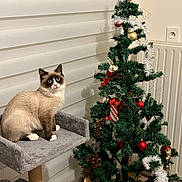 Kitty a rejoint le concours — aidez-le/la à gagner de superbes lots ! cat, christmas_tree, indoor, decorations, ornaments, holiday, feline, cat_tree, blue_eyes, fluffy, pet, festive, cozy, wall, window_blinds, floor, curious, sitting, white_paws, home