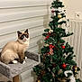 cat, christmas_tree, indoor, decorations, ornaments, holiday, feline, cat_tree, blue_eyes, fluffy, pet, festive, cozy, wall, window_blinds, floor, curious, sitting, white_paws, home