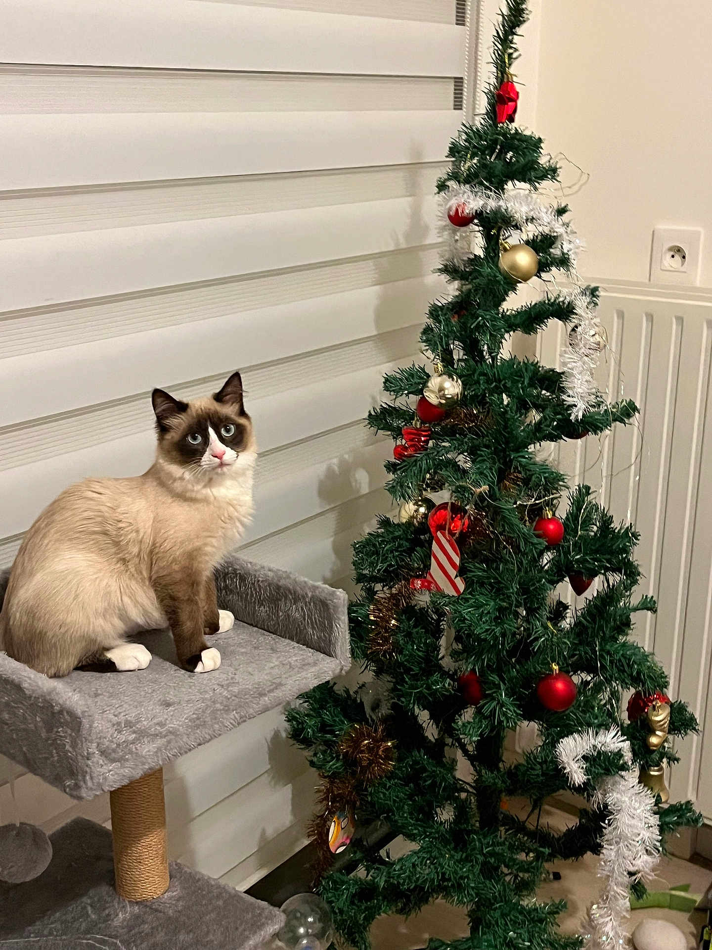 Kitty a rejoint le concours — aidez-le/la à gagner de superbes lots ! cat, christmas_tree, indoor, decorations, ornaments, holiday, feline, cat_tree, blue_eyes, fluffy, pet, festive, cozy, wall, window_blinds, floor, curious, sitting, white_paws, home