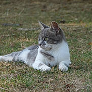 Chipie a rejoint le concours — aidez-le/la à gagner de superbes lots ! cat, grey_cat, white_cat, animal, pet, grass, outdoor, nature, feline, laying_down, resting, calm, looking_away, whiskers, ears, paws, muzzle, fur, daylight, greenery