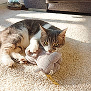 Chipie a rejoint le concours — aidez-le/la à gagner de superbes lots ! animal, carpet, cat, cozy, curious, cute, domestic, feline, home, indoor, paws, pet, playful, relaxed, resting, soft, stuffed_toy, sunlight, toy, whiskers