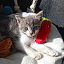 Chipie participe au concours pour gagner de l'argent avec cette photo : kitten, cat, gray_and_white, plush_toy, red_toy, smiling_face, blanket, soft_texture, sunlight, cozy, cute, pet, animal, young_cat, indoor, resting, feline, whiskers, ears, paw