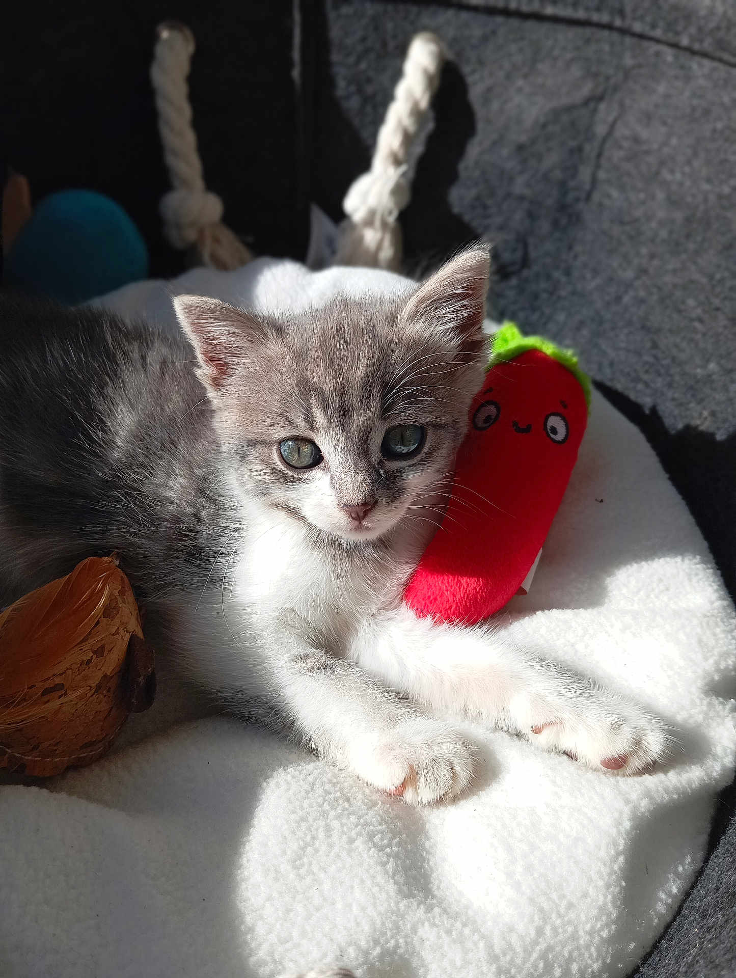 Chipie participe au concours pour gagner de l'argent avec cette photo : kitten, cat, gray_and_white, plush_toy, red_toy, smiling_face, blanket, soft_texture, sunlight, cozy, cute, pet, animal, young_cat, indoor, resting, feline, whiskers, ears, paw