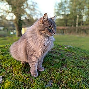 Chouchou participe au concours pour gagner de l'argent avec cette photo : cat, fluffy, gray_cat, moss, grass, outdoor, nature, animal, pet, feline, sitting, profile_view, ears, whiskers, greenery, daylight, mammal, cute, alert, fur