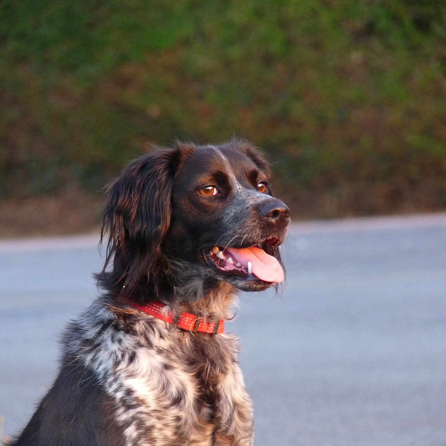 Ulane participe au concours pour gagner de l'argent avec cette photo : animal, black, brown, canine, collar, companion, dog, fur, grass, hedge, mammal, nature, outdoor, panting, pavement, pet, side_view, sitting, tongue, white