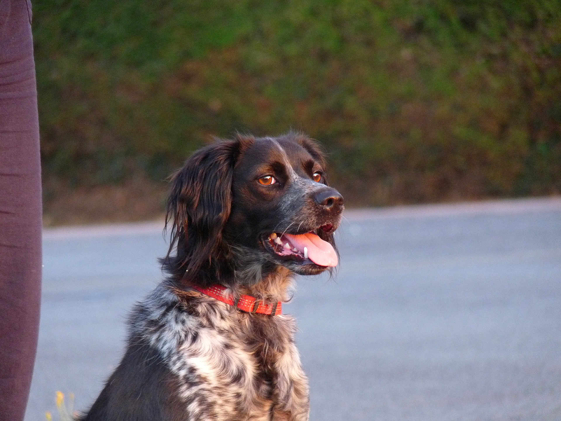 Ulane participe au concours pour gagner de l'argent avec cette photo : dog, outdoor, pet, animal, collar, black, white, brown, fur, tongue, panting, sitting, side_view, grass, hedge, pavement, nature, canine, mammal, companion