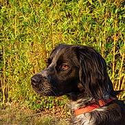 Ulane participe au concours pour gagner de l'argent avec cette photo : dog, canine, pet, animal, portrait, outdoor, nature, greenery, collar, fur, brown_eyes, side_view, sunlight, grass, bushes, closeup, mammal, looking_away, alert, domestic