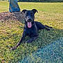 dog, black_dog, tongue_out, grass, outdoor, sunny, tree, blue_tarp, house, pet, canine, relaxed, animal, nature, daylight, field, portrait, lying_down, happy, ears_up