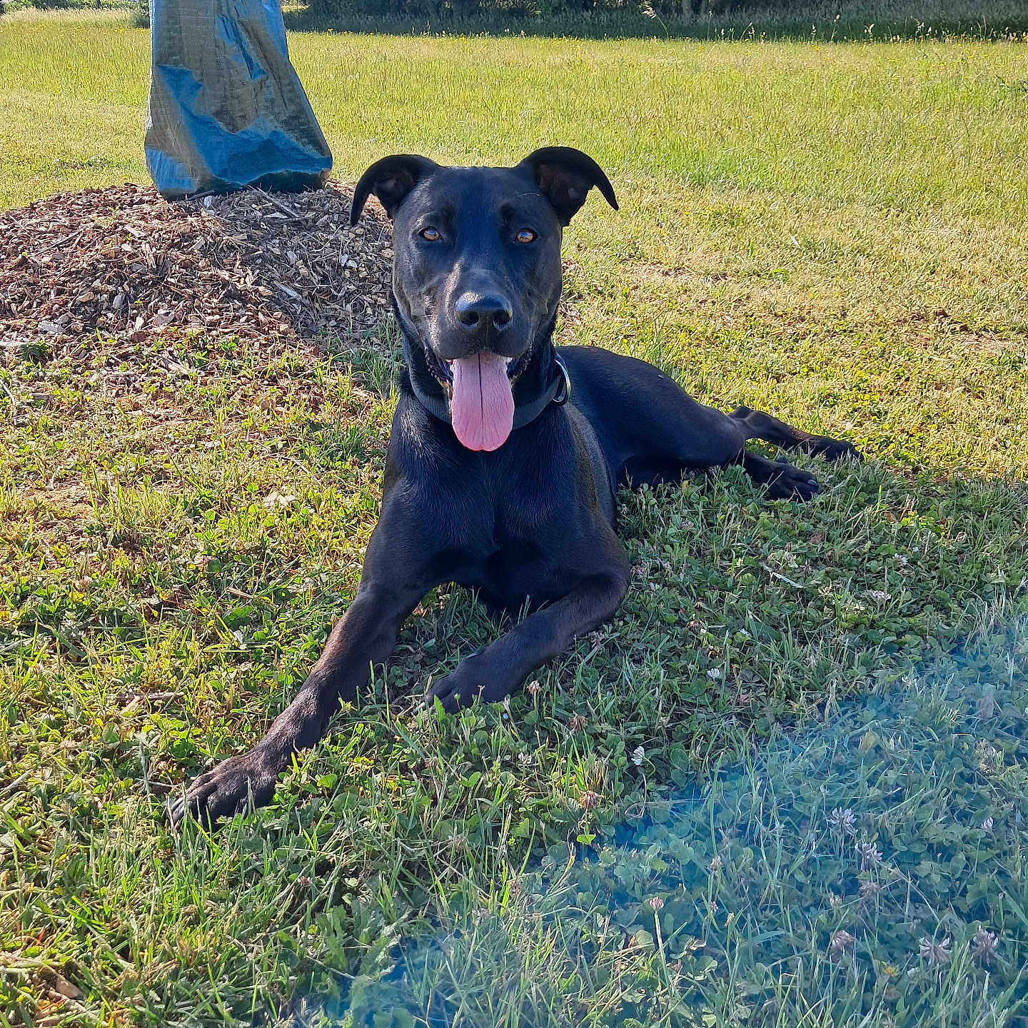 Tokyo a rejoint le concours — aidez-le/la à gagner de superbes lots ! animal, black_dog, blue_tarp, canine, daylight, dog, ears_up, field, grass, happy, house, lying_down, nature, outdoor, pet, portrait, relaxed, sunny, tongue_out, tree