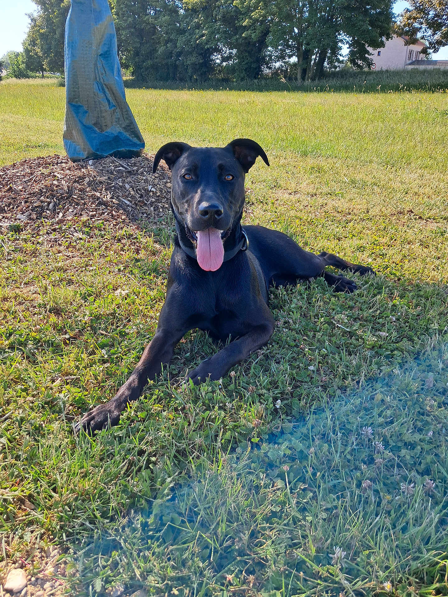 Tokyo a rejoint le concours — aidez-le/la à gagner de superbes lots ! dog, black_dog, tongue_out, grass, outdoor, sunny, tree, blue_tarp, house, pet, canine, relaxed, animal, nature, daylight, field, portrait, lying_down, happy, ears_up