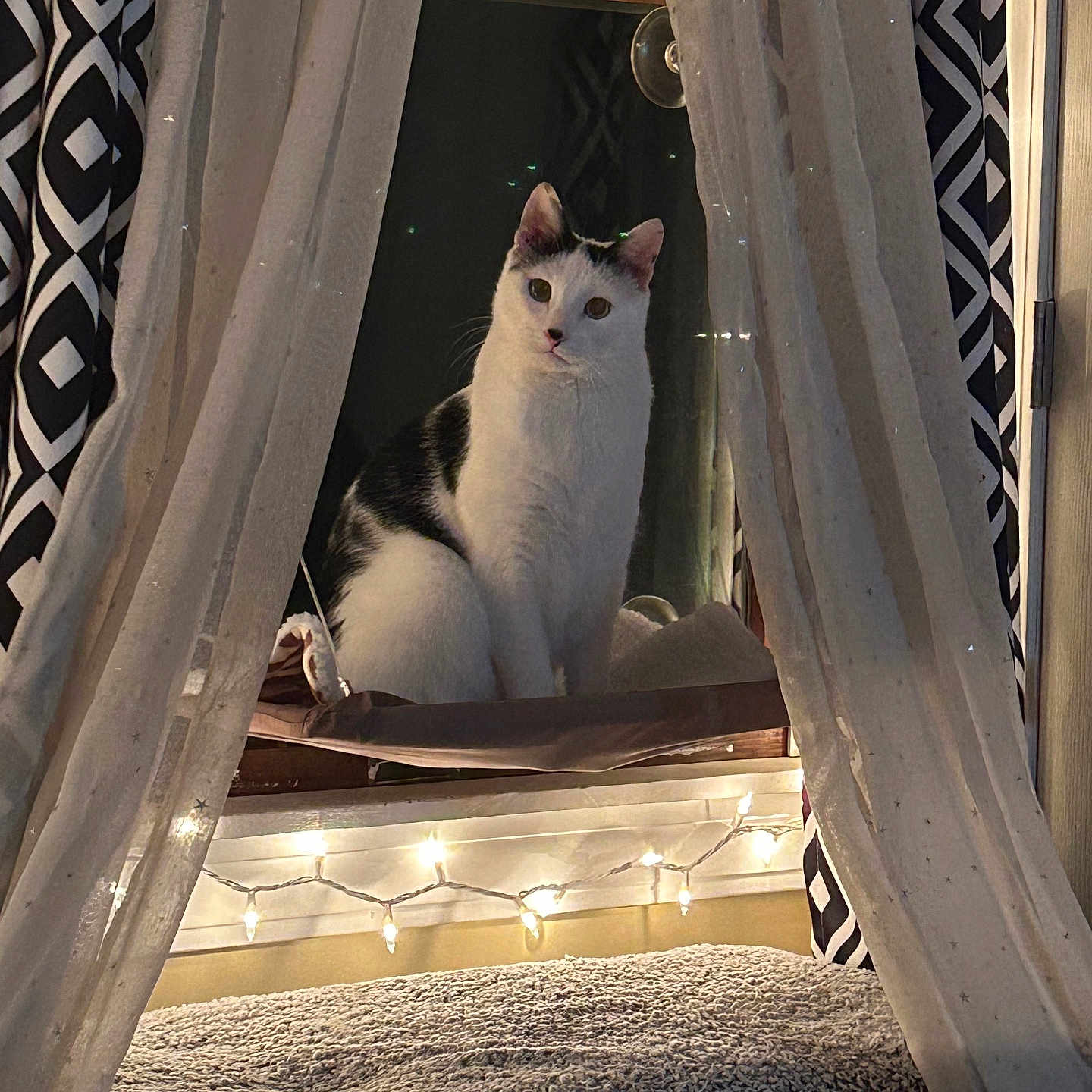 Ozzy is registered to the contest to win money with this photo: animal, black_and_white, calm, cat, cozy, curtains, domestic, fabric, furniture, home, indoor, night, patterned, perch, pet, resting, sheer_curtains, soft_lighting, string_lights, window