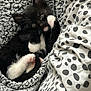 black_and_white, blanket, cat, cozy, cute, domestic_animal, feline, fur, indoor, kitten, knitted, paws, pet, polka_dot, resting, sheet, sleeping_spot, small, whiskers, young