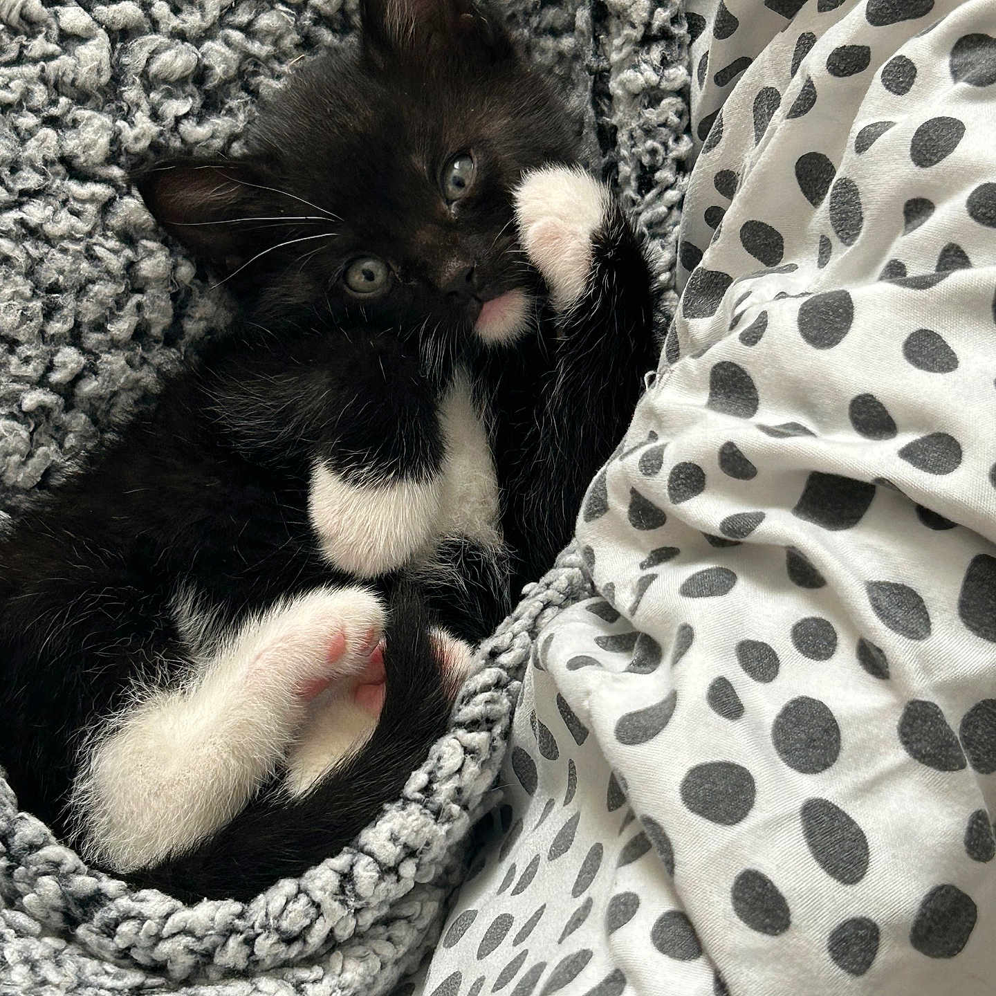 Izzy joined the competition — help win amazing prizes! black_and_white, blanket, cat, cozy, cute, domestic_animal, feline, fur, indoor, kitten, knitted, paws, pet, polka_dot, resting, sheet, sleeping_spot, small, whiskers, young