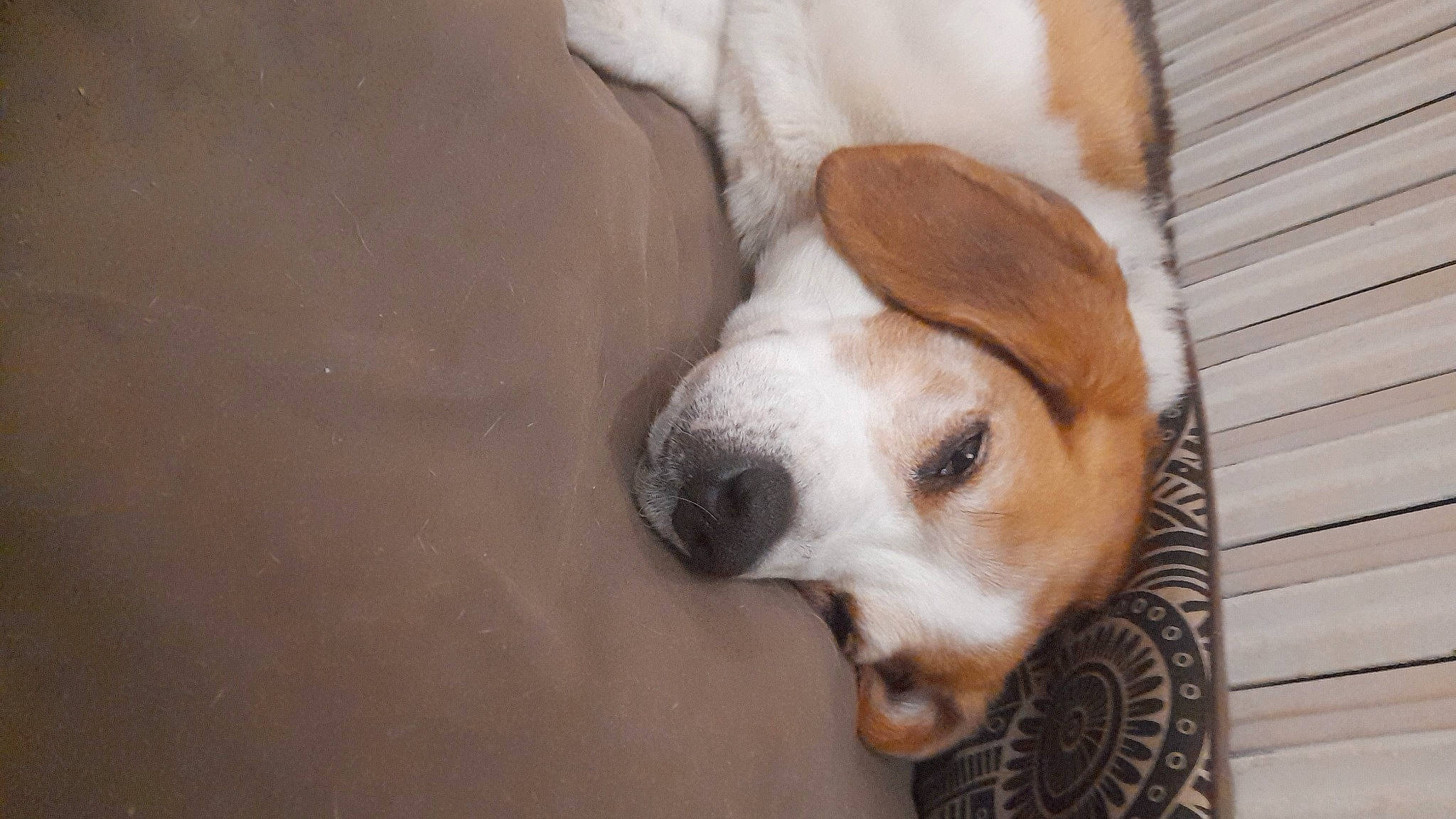 Peps a rejoint le concours — aidez-le/la à gagner de superbes lots ! canidae, carnivore, comfort, companion_dog, dog, dog_breed, dog_supply, ear, fawn, fur, hound, irishjacks, paw, scent_hound, snout, sporting_group, terrestrial_animal, whiskers, wood, working_animal