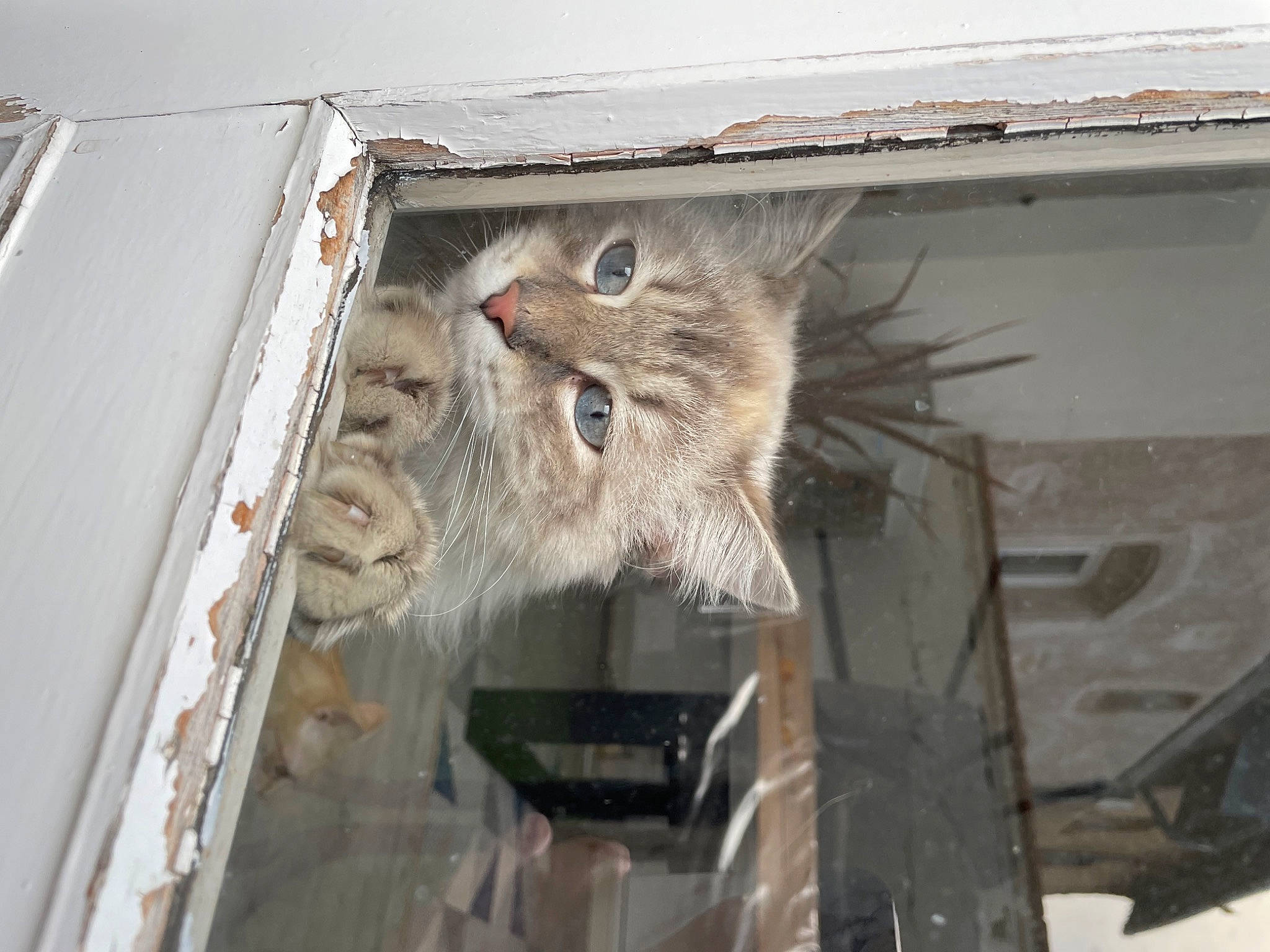 Hermès participe au concours pour gagner de l'argent avec cette photo : animal_shelter, art, bat, canidae, carnivore, cat, claw, domestic_short_haired_cat, fawn, felidae, fur, house, small_to_medium_sized_cats, snout, tail, terrestrial_animal, whiskers, wildlife, window, wood