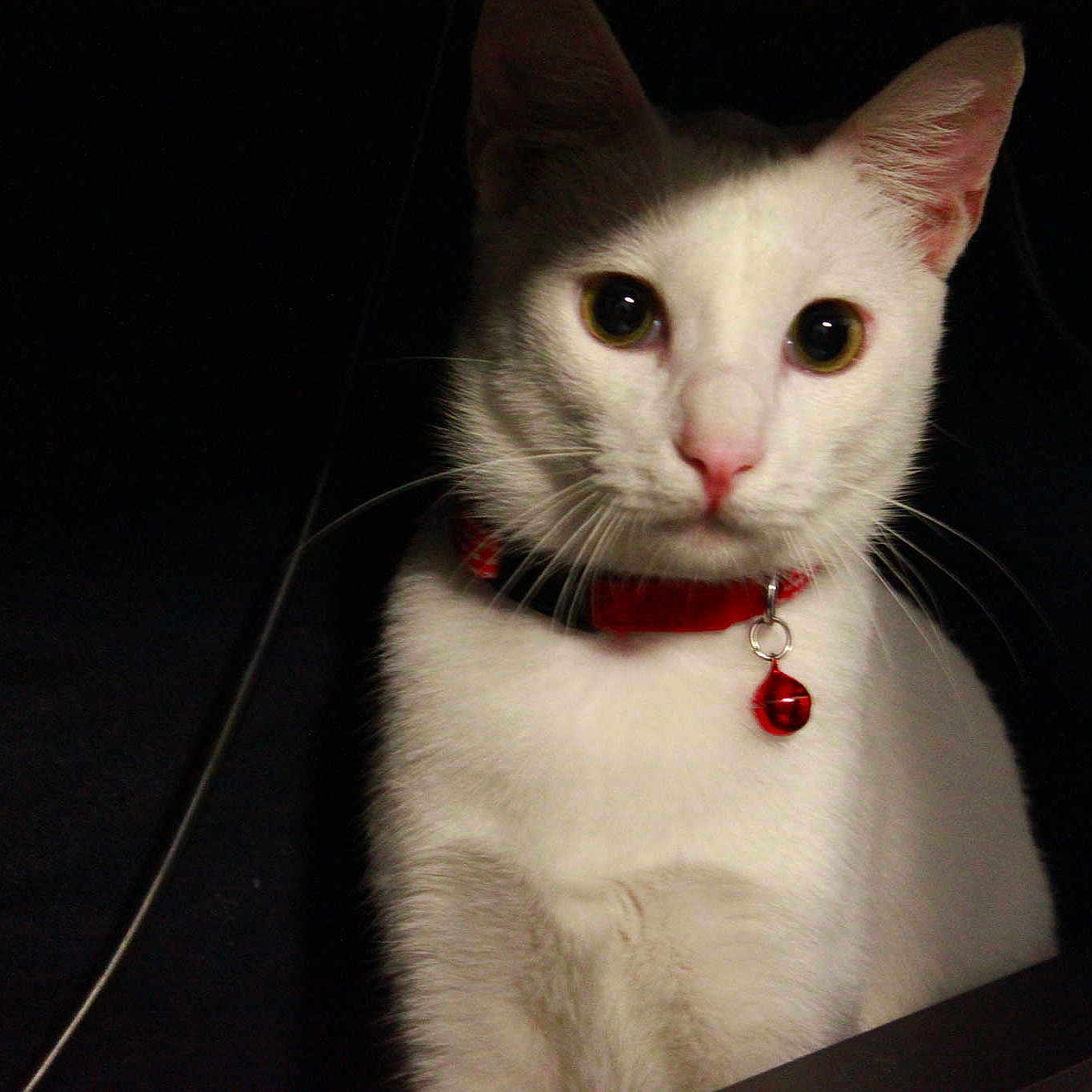 Yuki