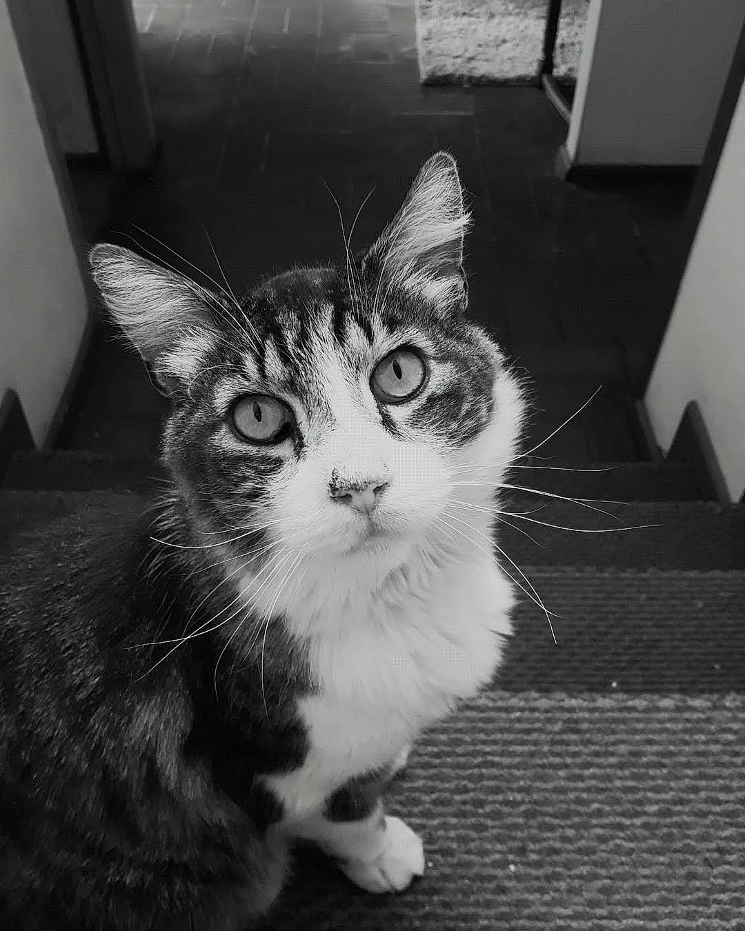 Tomi a rejoint le concours — aidez-le/la à gagner de superbes lots ! black_and_white, carnivore, cat, claw, domestic_short_haired_cat, door, felidae, flooring, foot, fur, monochrome, monochrome_photography, paw, sitting, small_to_medium_sized_cats, snout, style, tail, whiskers, window