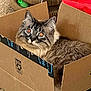 Athena joined the competition — help win amazing prizes! cat, box, cardboard, indoor, fluffy, feline, pet, carpet, toy, red_cushion, cozy, curious, whiskers, ears, fur, closeup, domestic_animal, relaxed, home, animal