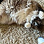 Athena joined the competition — help win amazing prizes! cat, fluffy, carpet, playing, paws, lying_down, indoor, pet, fur, cute, relaxed, cozy, home, animal, mammal, whiskers, soft, curious, close_up, sock