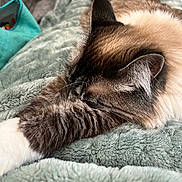 Athena is registered to the contest to win money with this photo: cat, sleeping, close_up, fluffy, fur, paw, blanket, cozy, indoor, resting, pet, feline, soft_texture, relaxation, animal, whiskers, ear, striped, tabby, comfortable
