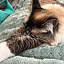 cat, sleeping, close_up, fluffy, fur, paw, blanket, cozy, indoor, resting, pet, feline, soft_texture, relaxation, animal, whiskers, ear, striped, tabby, comfortable