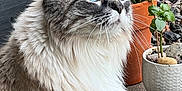 Athena joined the competition — help win amazing prizes! cat, blue_eyes, fluffy_fur, outdoor, plants, potted_plants, curious, feline, pet, whiskers, close_up, portrait, nature, garden, animal, mammal, domestic_cat, side_view, soft_fur, alert