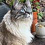 cat, blue_eyes, fluffy_fur, outdoor, plants, potted_plants, curious, feline, pet, whiskers, close_up, portrait, nature, garden, animal, mammal, domestic_cat, side_view, soft_fur, alert