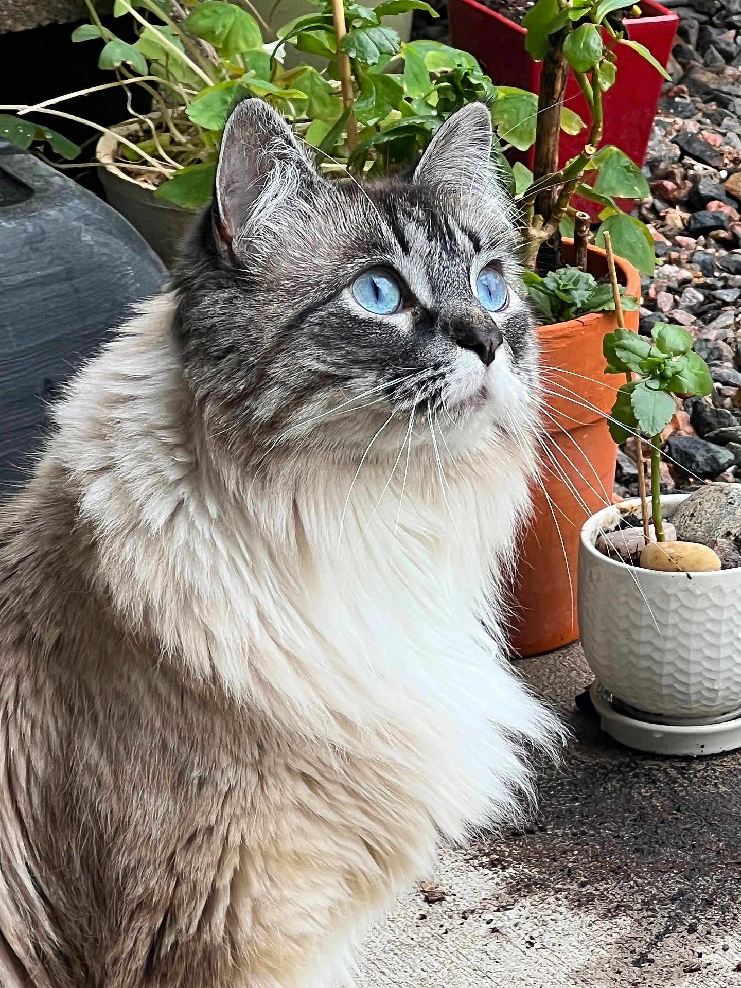 Athena