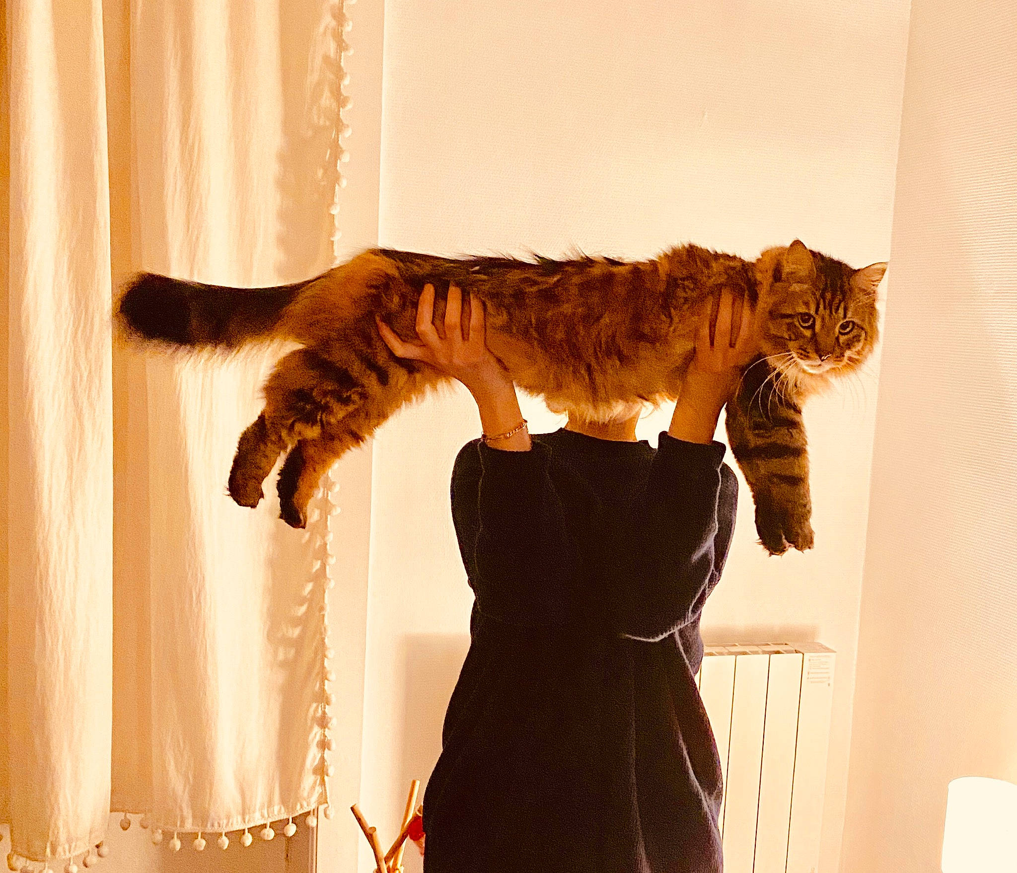 Pattenrond a rejoint le concours — aidez-le/la à gagner de superbes lots ! art, bengal_tiger, big_cats, carnivore, cat, curtain, event, fashion_accessory, fashion_design, felidae, fur, gesture, room, sleeve, small_to_medium_sized_cats, tail, terrestrial_animal, tiger, vertebrate, whiskers