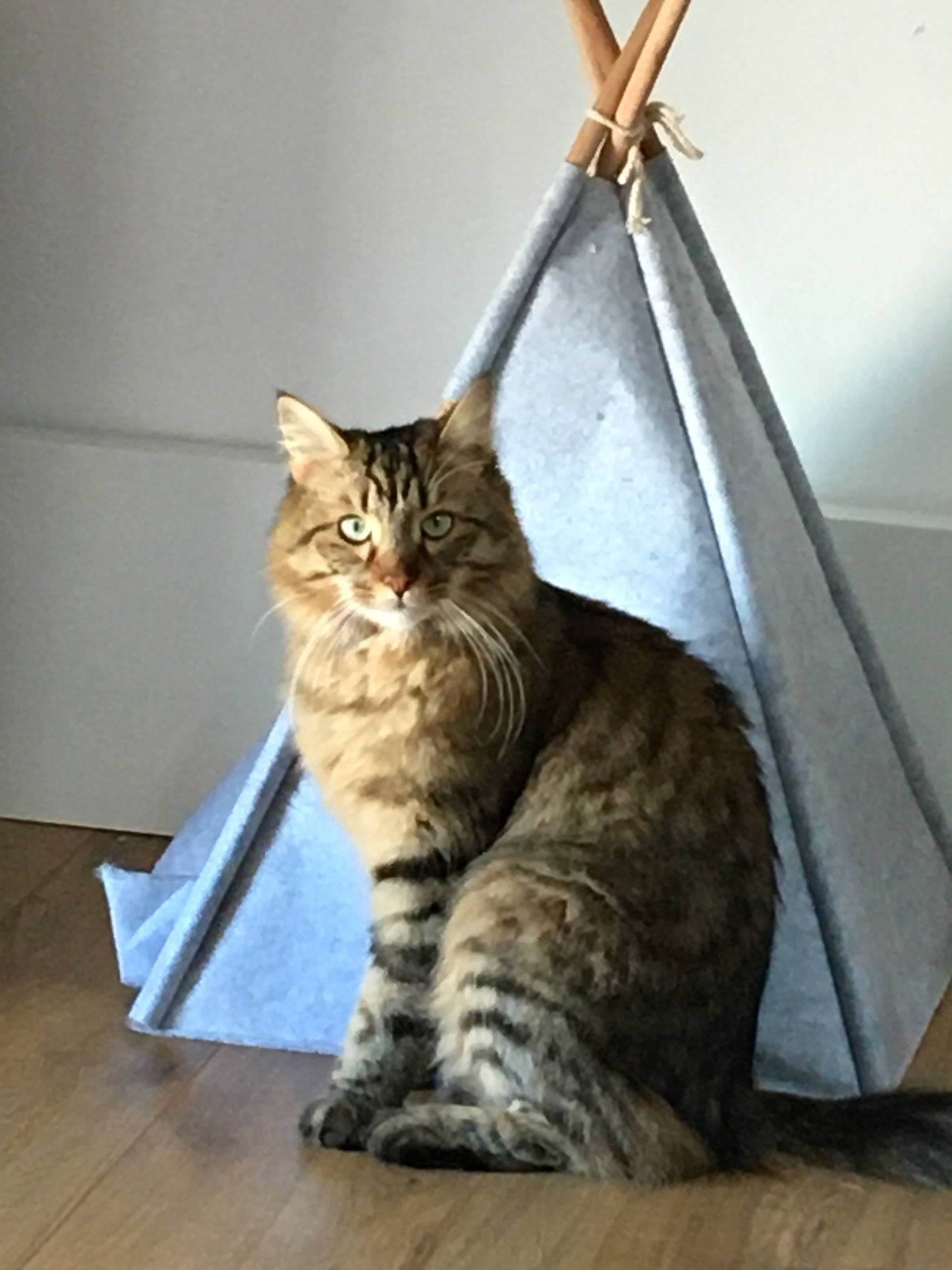 Pattenrond participe au concours pour gagner de l'argent avec cette photo : carnivore, cat, comfort, domestic_short_haired_cat, door, fawn, felidae, flooring, foot, fur, hardwood, metal, paw, sitting, small_to_medium_sized_cats, snout, tail, terrestrial_animal, whiskers, wood