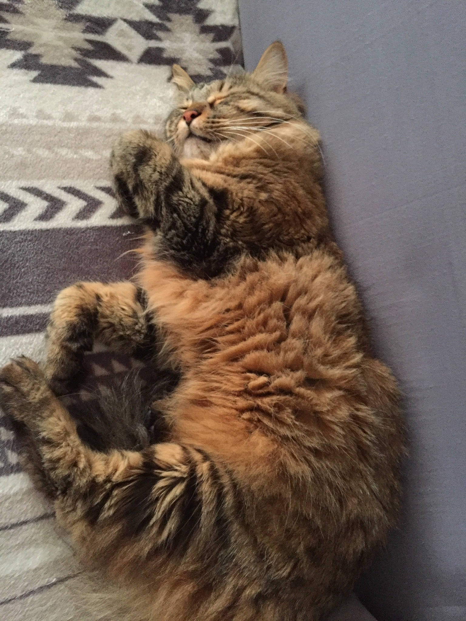 Pattenrond a rejoint le concours — aidez-le/la à gagner de superbes lots ! bag, baggage, british_longhair, carnivore, cat, claw, domestic_short_haired_cat, fawn, felidae, flooring, fur, luggage_and_bags, paw, road_surface, small_to_medium_sized_cats, snout, tail, terrestrial_animal, whiskers