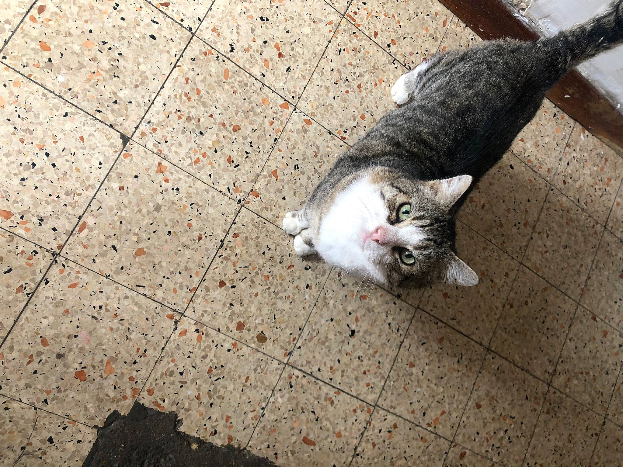 Bouba a rejoint le concours — aidez-le/la à gagner de superbes lots ! asphalt, canidae, carnivore, cat, domestic_short_haired_cat, felidae, floor, flooring, fur, grass, grey, paw, road_surface, sidewalk, sitting, small_to_medium_sized_cats, snout, tail, whiskers, wood