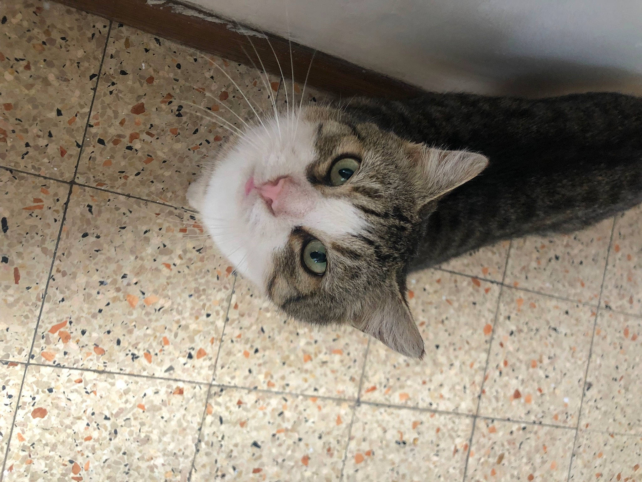 Bouba participe au concours pour gagner de l'argent avec cette photo : carnivore, cat, claw, domestic_short_haired_cat, eye, felidae, floor, flooring, fur, grey, paw, small_to_medium_sized_cats, snout, tail, tile_flooring, whiskers, wood