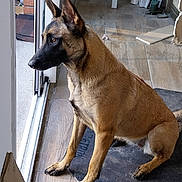 Ashka participe au concours pour gagner de l'argent avec cette photo : alert, animal, belgian_malinois, black_muzzle, brown_coat, canine, dog, door, ears_up, floor, home, household, indoor, looking_outside, mat, paws, pet, sitting, tile_floor, window