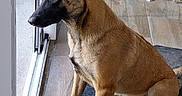 Ashka participe au concours pour gagner de l'argent avec cette photo : alert, animal, belgian_malinois, black_muzzle, brown_coat, canine, dog, door, ears_up, floor, home, household, indoor, looking_outside, mat, paws, pet, sitting, tile_floor, window