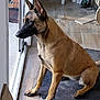 alert, animal, belgian_malinois, black_muzzle, brown_coat, canine, dog, door, ears_up, floor, home, household, indoor, looking_outside, mat, paws, pet, sitting, tile_floor, window