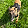 dog, grass, outdoor, pet, canine, harness, animal, tongue, walking, sunlight, greenery, nature, playful, summer, portrait, mammal, field, happy, daylight, closeup