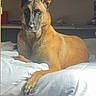 dog, bed, indoor, furniture, shelf, animal, pet, white_bedspread, relaxed, canine, ears, fur, brown_dog, looking_away, resting, domestic, quiet, calm, home, portrait