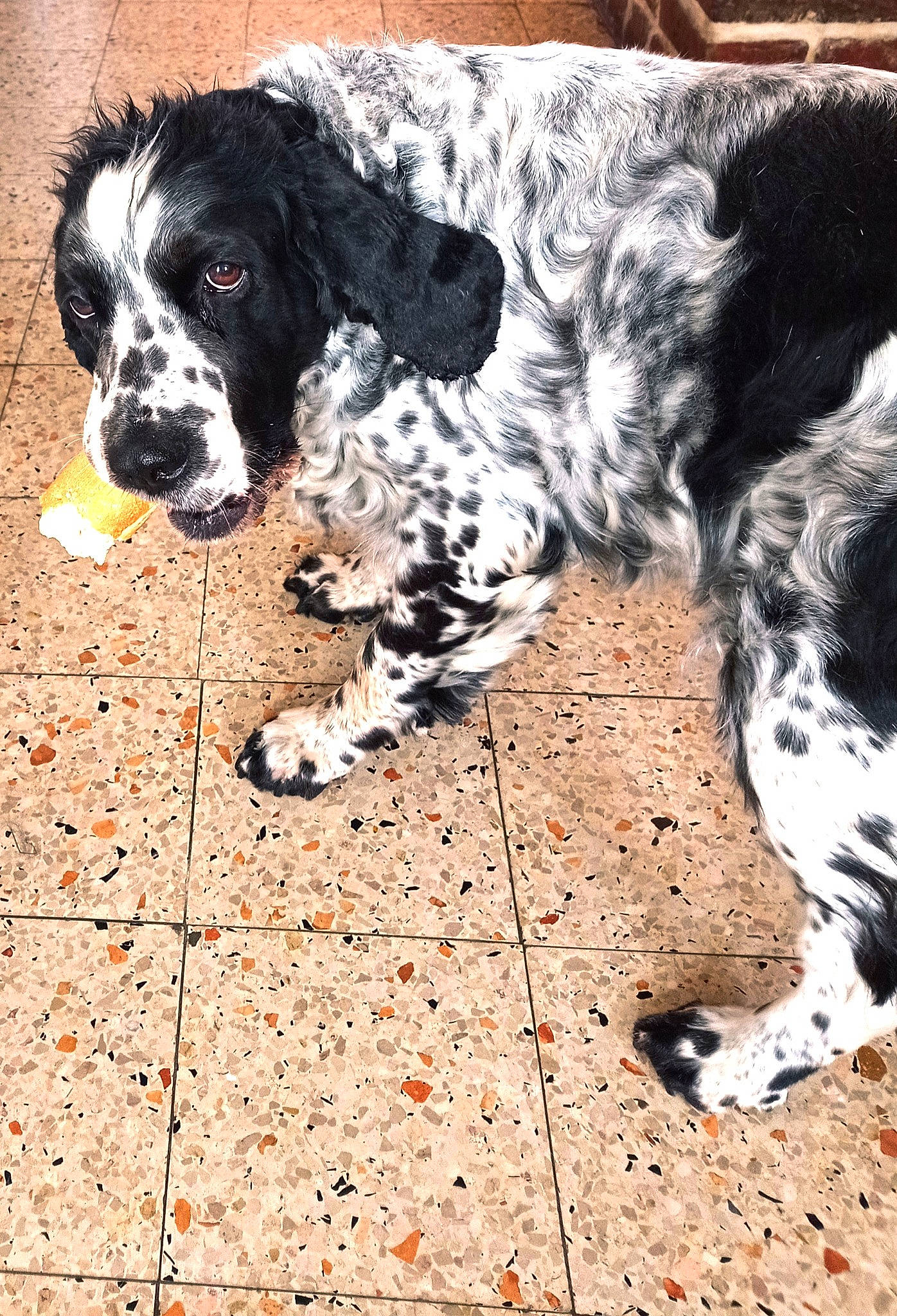 Indra a rejoint le concours — aidez-le/la à gagner de superbes lots ! canidae, carnivore, companion_dog, dog, dog_breed, dog_collar, flooring, foot, fur, gun_dog, non_sporting_group, paw, road_surface, snout, soil, spaniel, sporting_group, tail, working_animal, working_dog